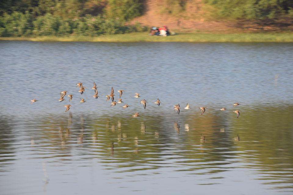 Photo of Thol Bird Sanctuary, Thol, Gujarat, India by Jimish Parekh