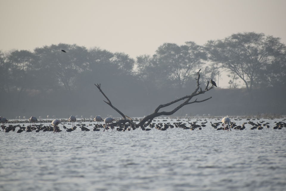 Photo of Thol Bird Sanctuary, Thol, Gujarat, India by Jimish Parekh