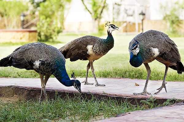 Photo of Mirvana Nature Resort, Sorhakor, Rajasthan, India by Jimish Parekh
