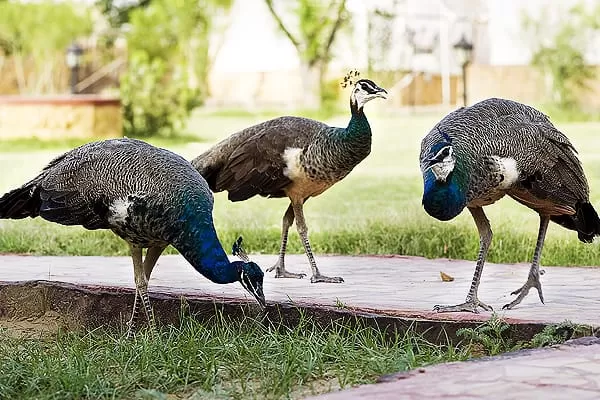 Photo of Mirvana Nature Resort, Sorhakor, Rajasthan, India by Jimish Parekh