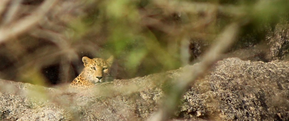 Photo of A Weekend Getaway To Jawai: Leopard Hills Of India by Dhawal Surana