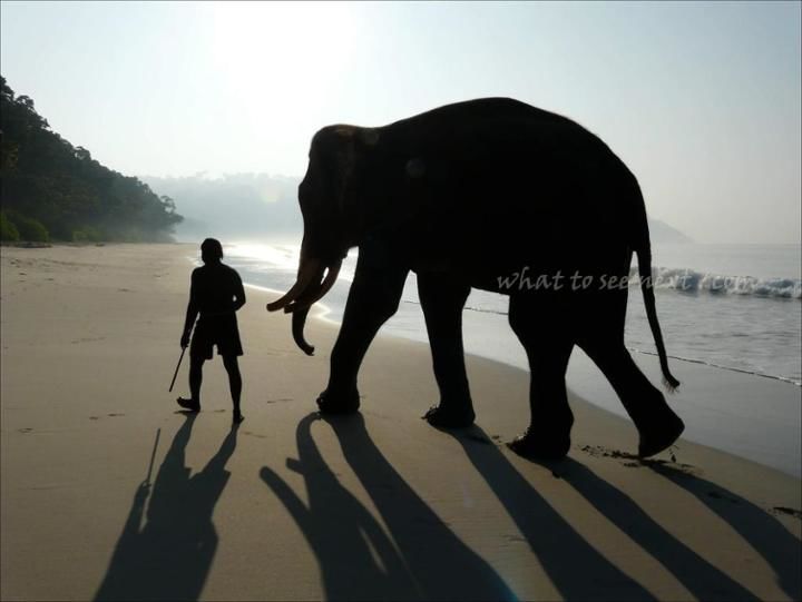 Photo of Meet Rajan, the swimming elephant by contact