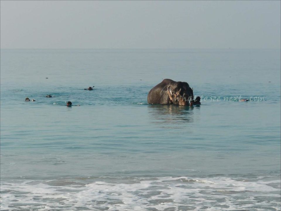 Photo of Meet Rajan, the swimming elephant by contact