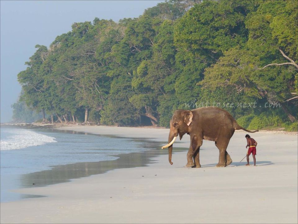 Photo of Meet Rajan, the swimming elephant by contact