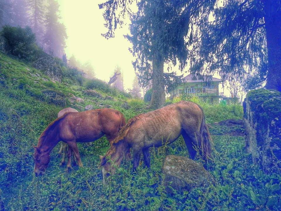 Photo of Himachal Pradesh, India by Jai