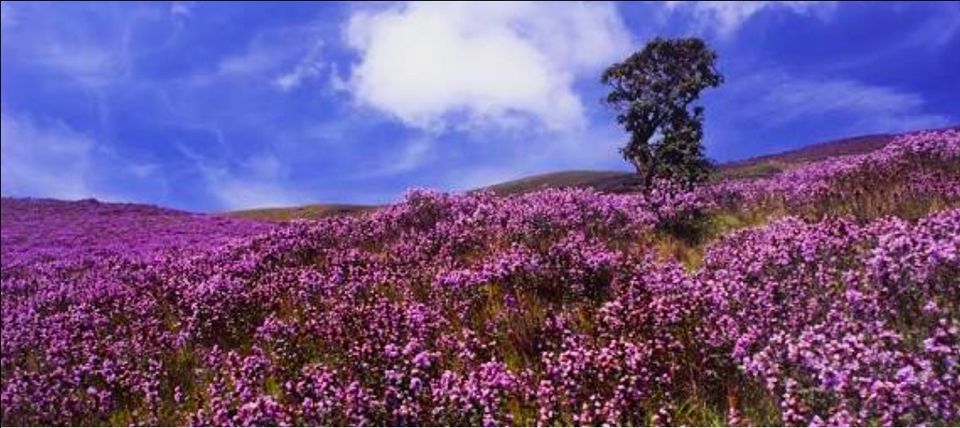 Photo of The Legendary Neelakurinji Flowers!!! by Priya Parashar