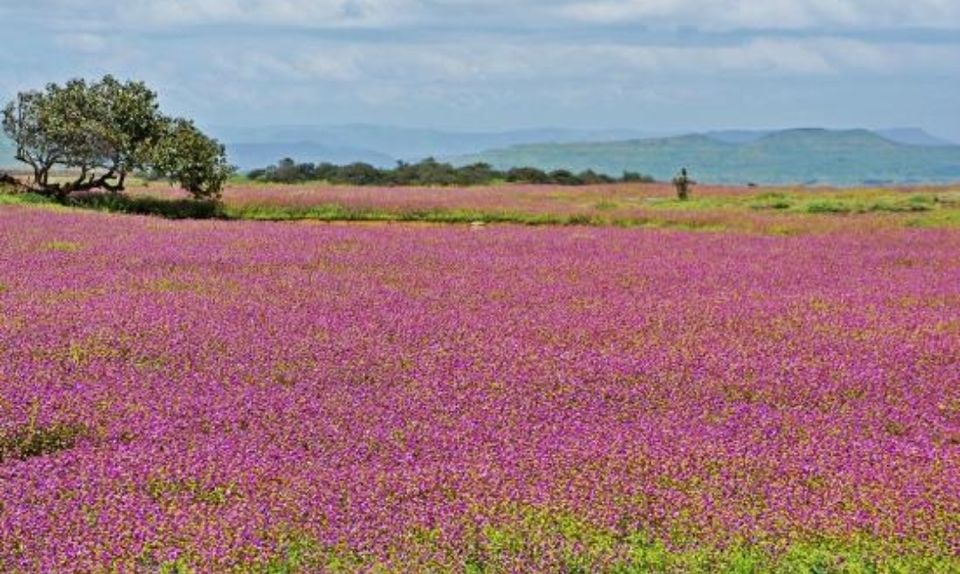Photo of Kaas Plateau of Flowers, Maharashtra by Priya Parashar