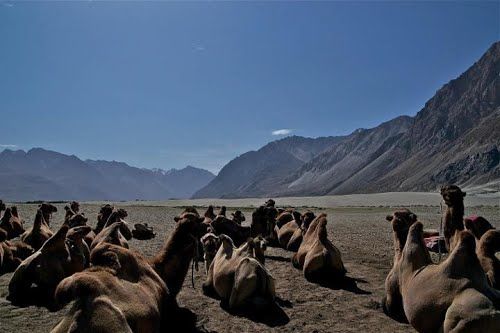 Photo of Nubra Valley by Badari Deshpande