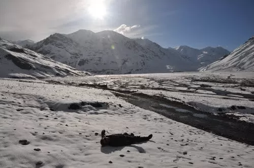 Photo of Losar, Himachal Pradesh, India by Badari Deshpande