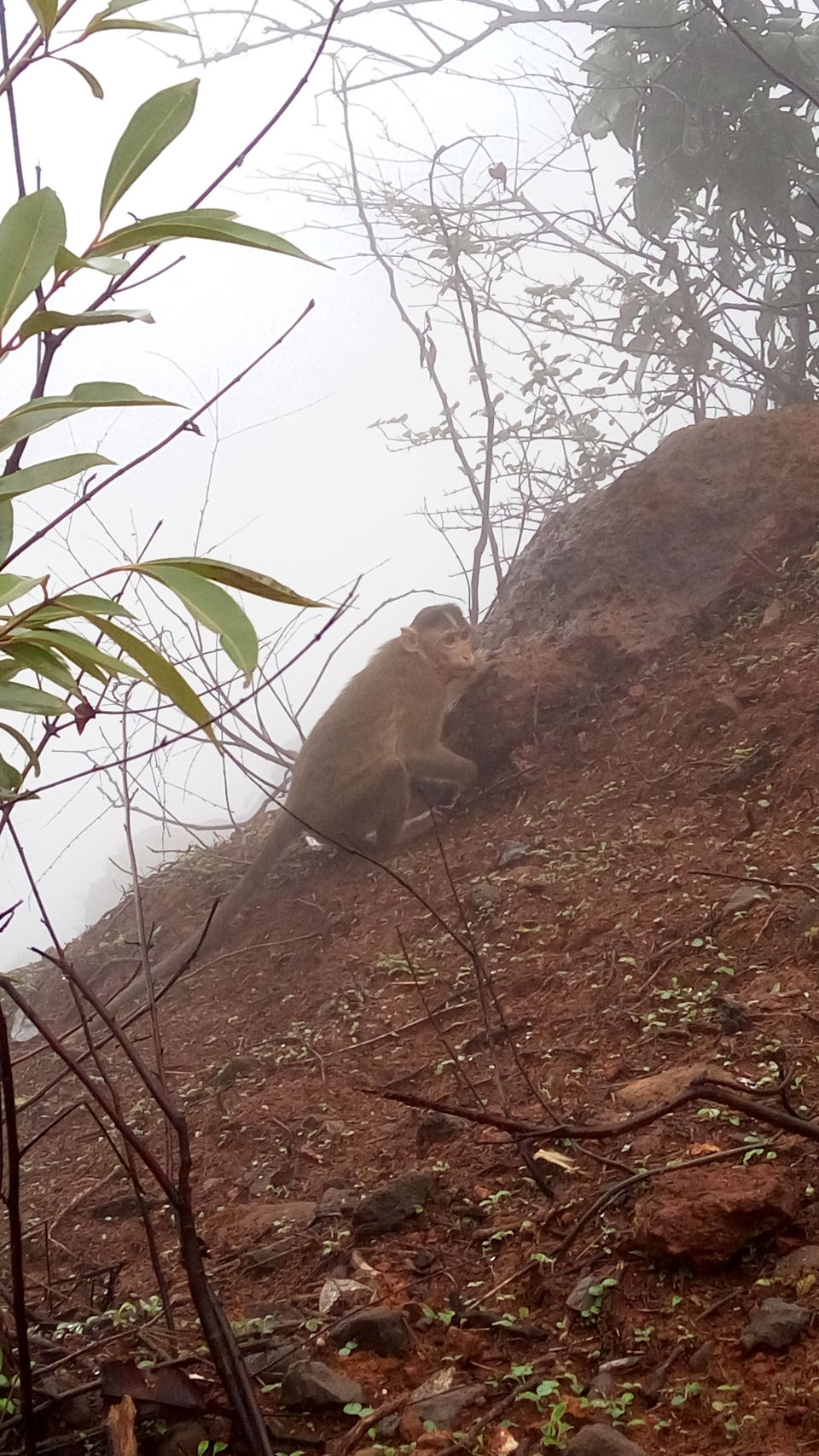 Photo of A One Day Trip To Matheran - #lostineco by Vinay Thakur