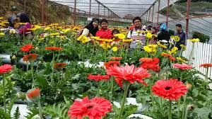 Photo of Shopping at Cameron Highlands, Malaysia 3/3 by singaporetravel03