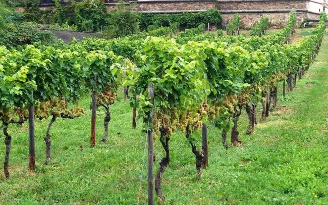Photo of Rüdesheim, Germany by Chaitali Satish Kulkarni