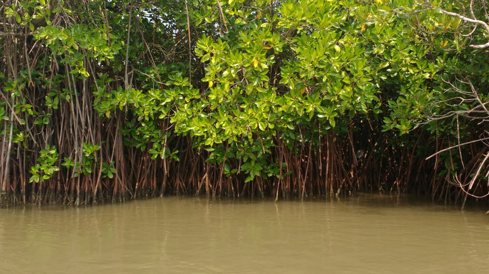 Photo of A trip to South India's beautiful destination- Pichavaram, Tamil Nadu by Chaitali Satish Kulkarni