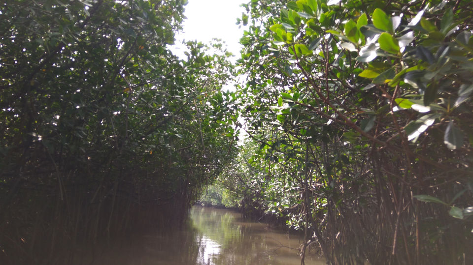 Photo of A trip to South India's beautiful destination- Pichavaram, Tamil Nadu by Chaitali Satish Kulkarni