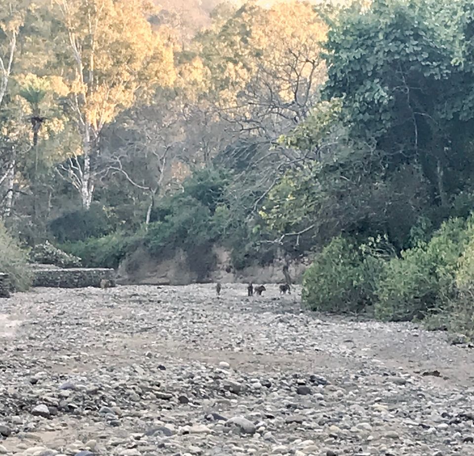 Photo of AN OFF-ROAD EXPLORATION - THE PLACE WHERE THE BIG CAT SATIATES ITS HUNGER 15/18 by Jayant Balyan