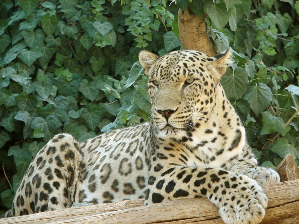 Photo of AN OFF-ROAD EXPLORATION - THE PLACE WHERE THE BIG CAT SATIATES ITS HUNGER by Jayant Balyan