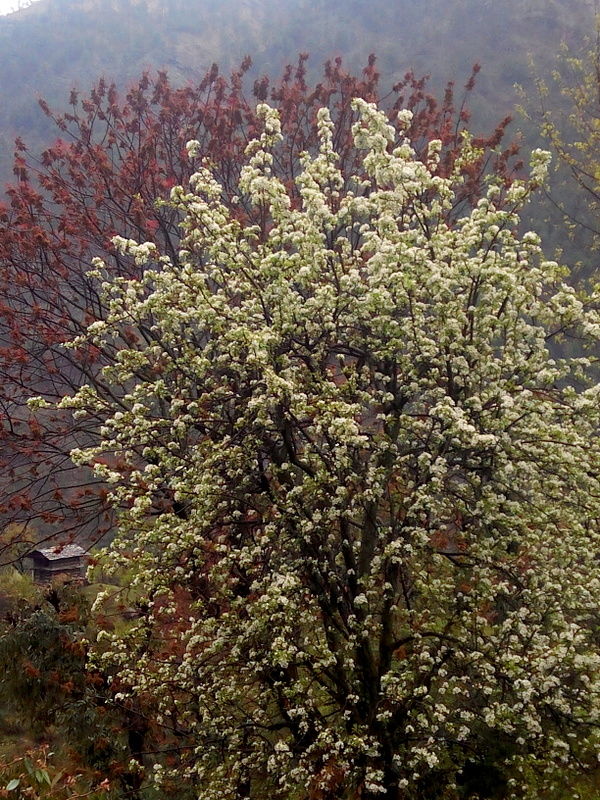 Photo of Top 5 Things to Do in Tirthan Valley by Panki Sood