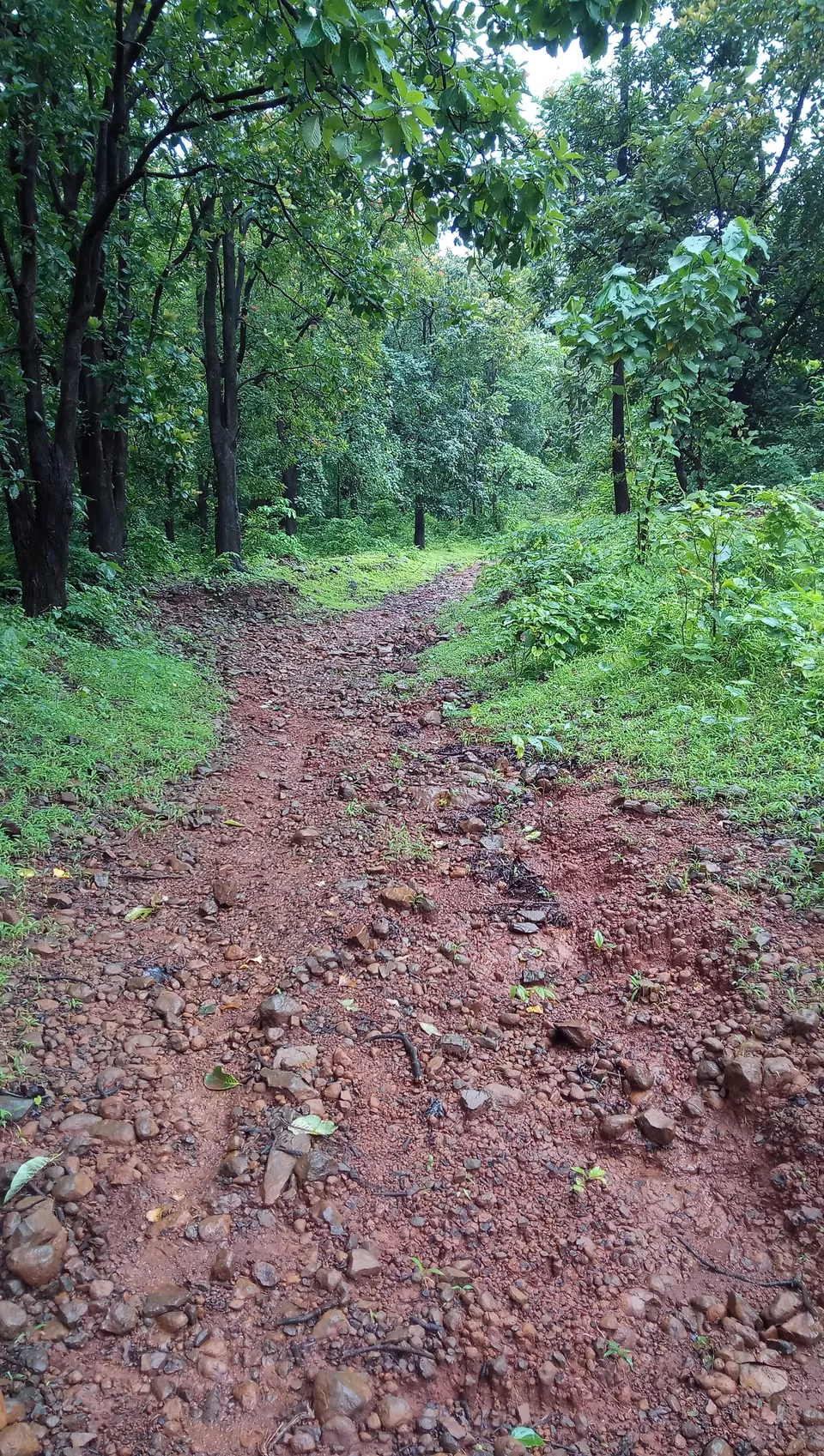 Photo of Khandas, Maharashtra, India by অম্লান ঘোষ