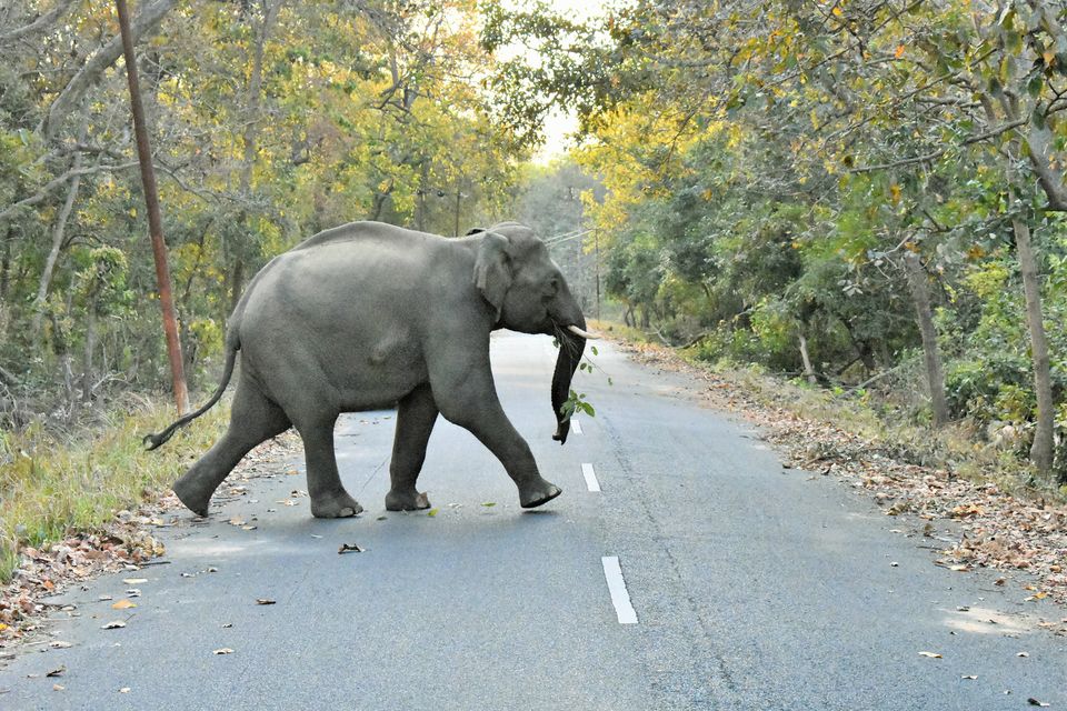 Photo of #BestOfTravel #OffTheGrid #JimCorbett #AdventureIsMe #TheGatewayResort by Kapil Kumar