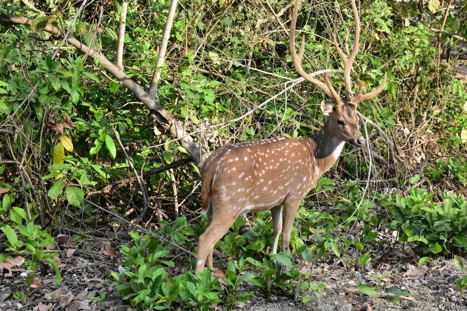 Photo of #BestOfTravel #OffTheGrid #JimCorbett #AdventureIsMe #TheGatewayResort by Kapil Kumar