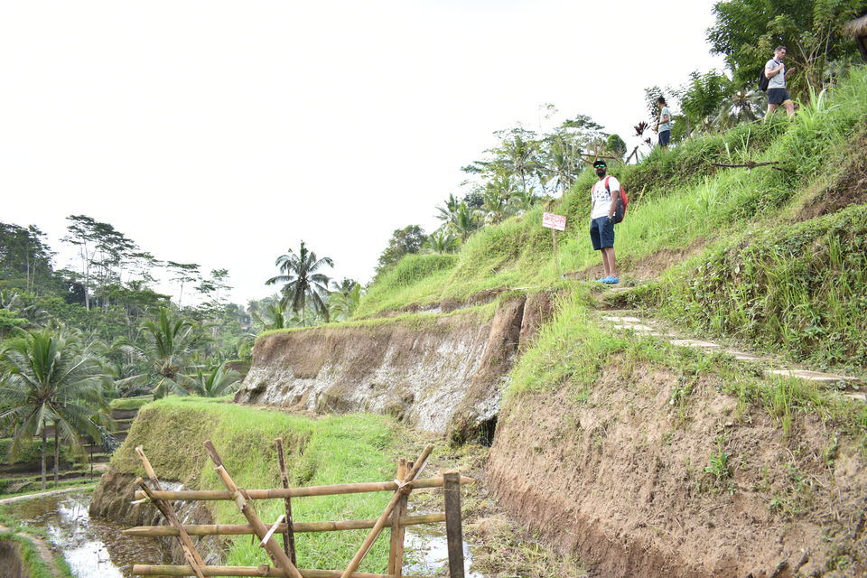 Photo of Exploring Bali on Scooter | Part 3 | Tegalalang Rice Terrace (Ubud) 3/5 by Kapil Kumar