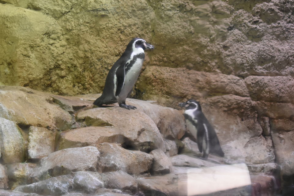 Photo of Dubai Aquarium Explorer Package / Dubai Mall / Dubai Pass by Kapil Kumar