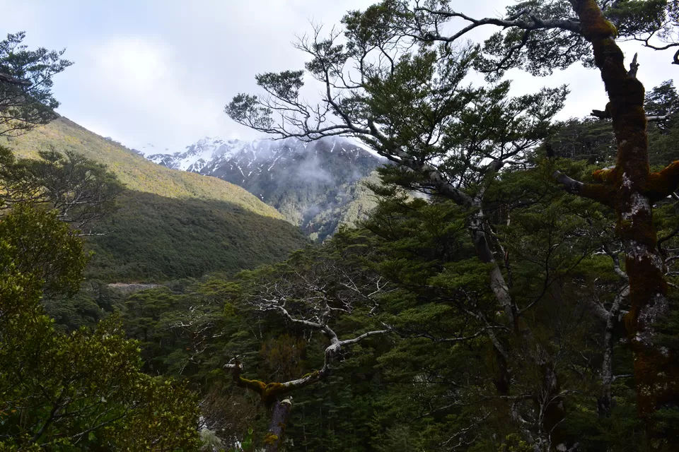 Photo of Arthur's Pass National Park, Canterbury, New Zealand by Mridula Malav