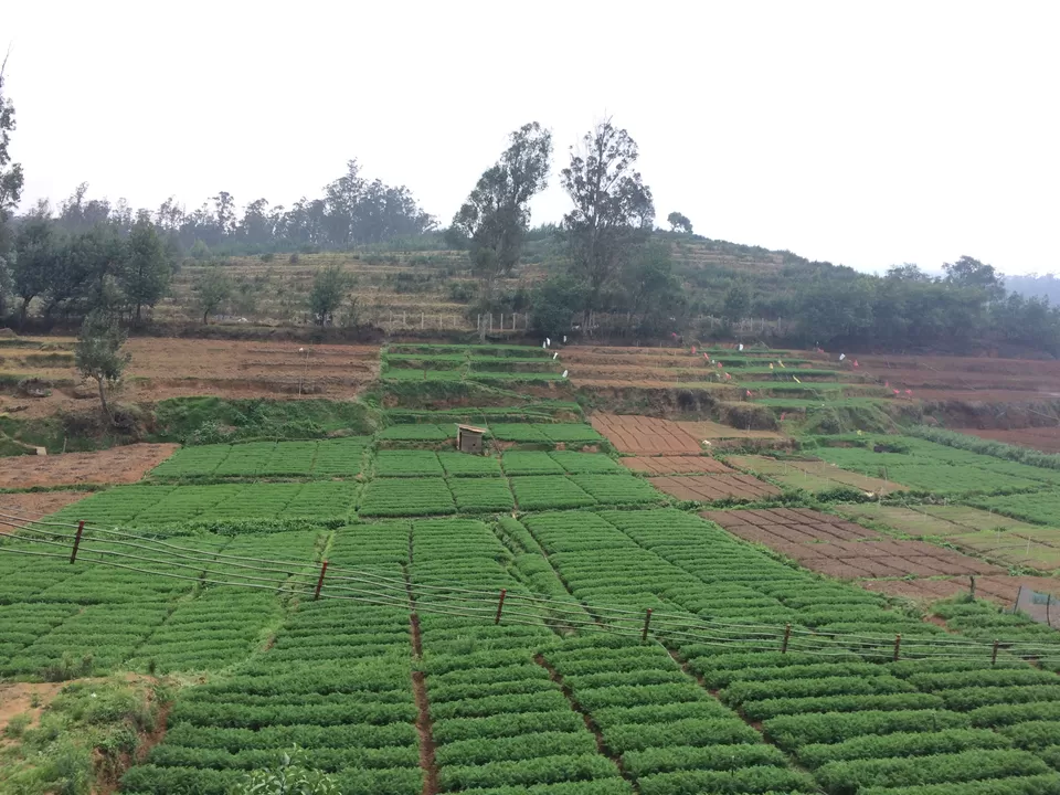 Photo of Ooty, Tamil Nadu, India by Raji Mohan