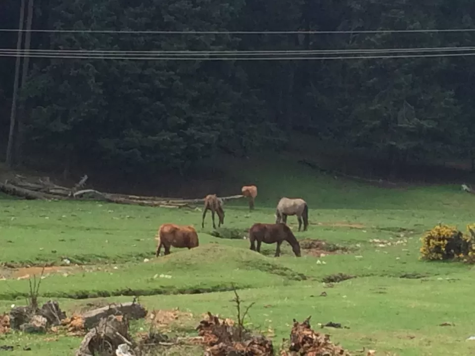 Photo of Ooty, Tamil Nadu, India by Raji Mohan