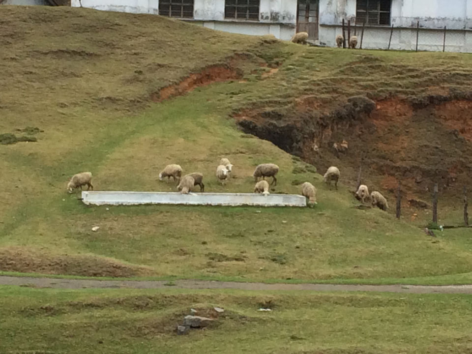 Photo of Ooty, Tamil Nadu, India by Raji Mohan