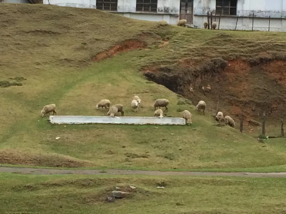 Photo of Ooty, Tamil Nadu, India by Raji Mohan