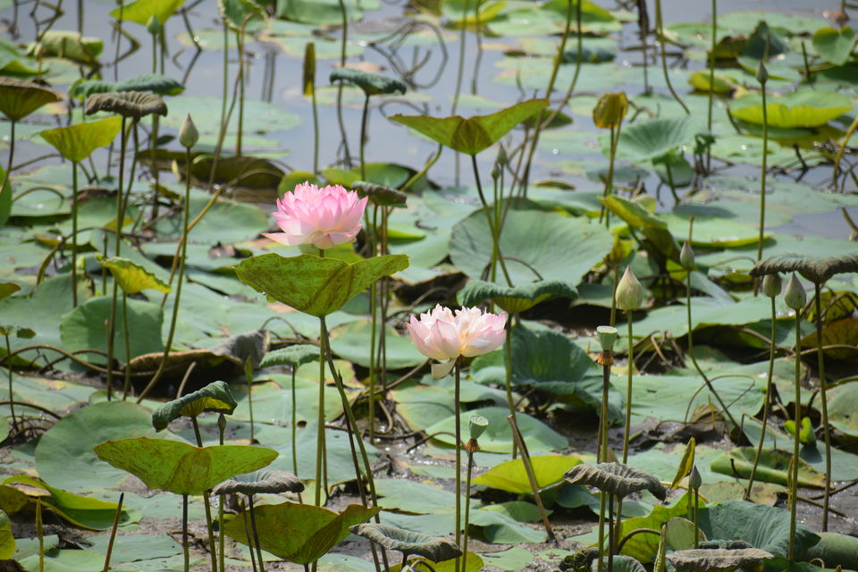 Photo of Wadakam - Memorable South India by the_unheard_storyteller (Rishab Bhan)