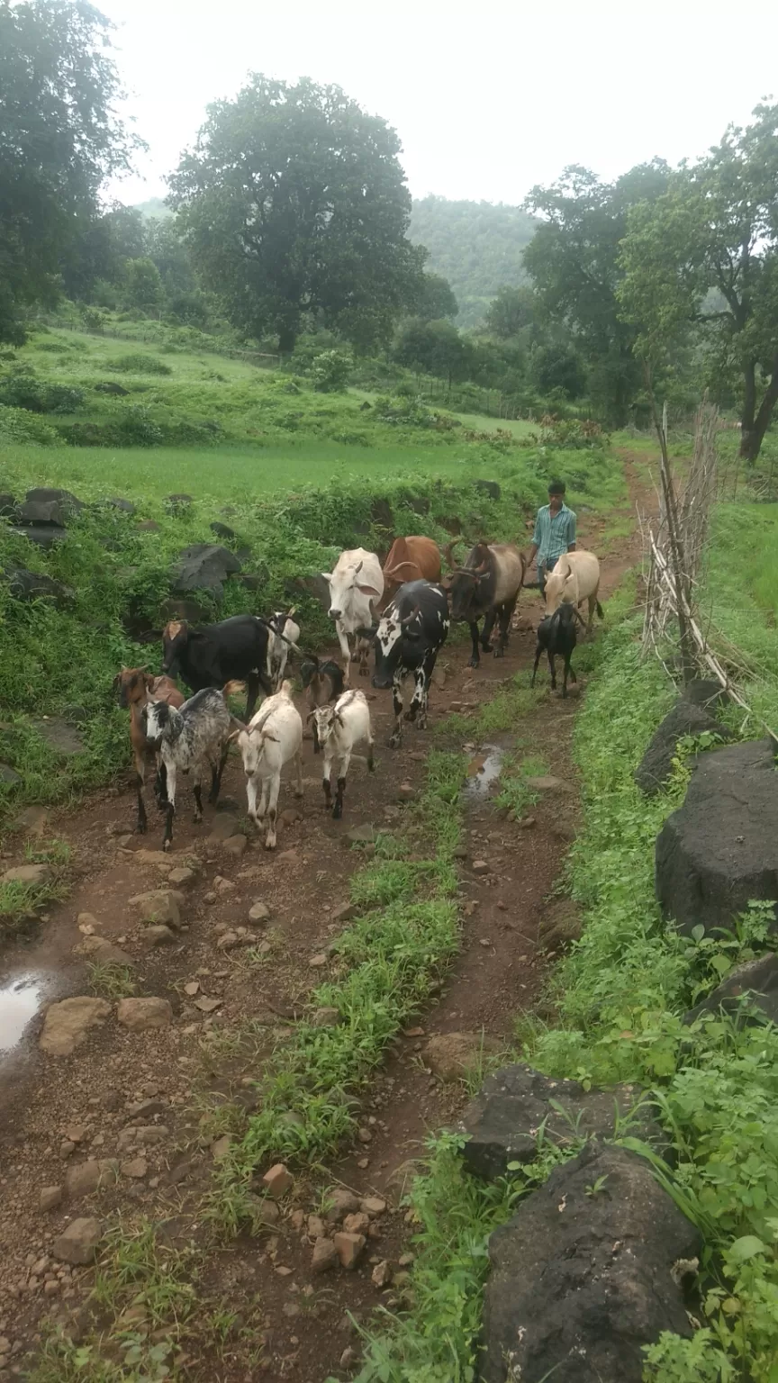 Photo of Mankadban, Gujarat, India by akash kapdi