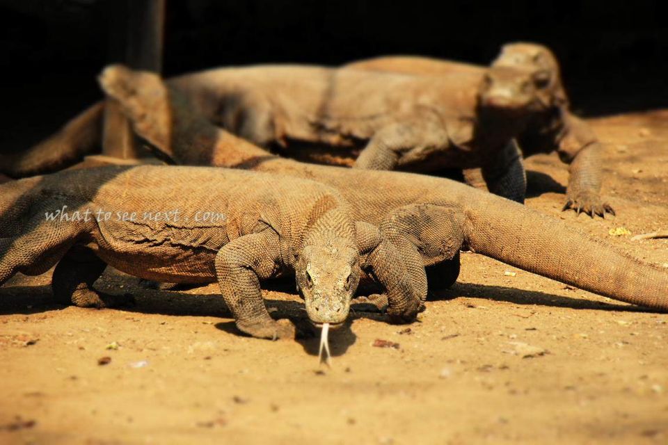 Photo of Komodo Island, Komodo, West Manggarai Regency, Małe Wyspy Sundajskie Wschodnie, Indonezja by whattoseenext