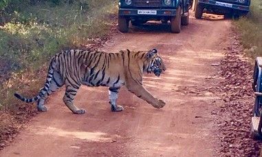 Photo of Tadoba…..Tiger trails #DiscoverWild by Snehal