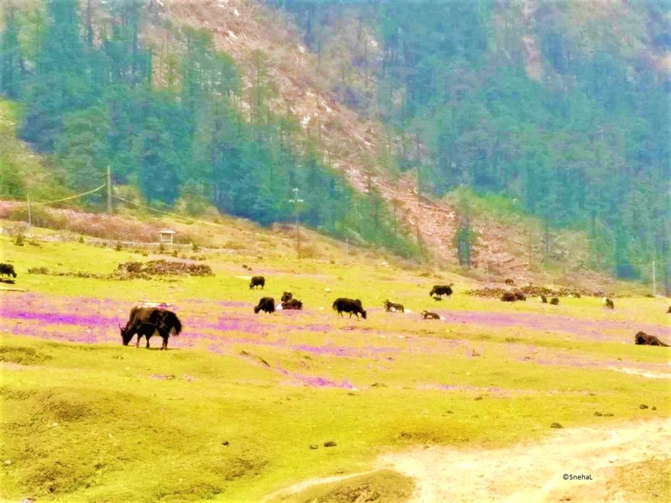Photo of Sikkim's Valley of Flowers - Yumthang #NorthSikkim 1/3 by Snehal