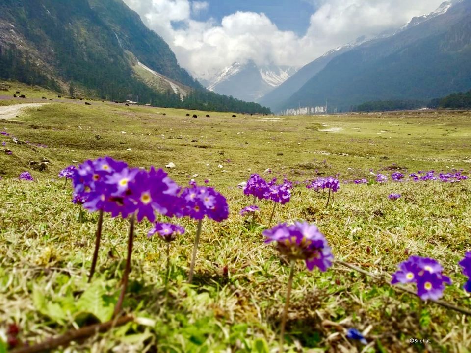 Photo of Sikkim's Valley of Flowers - Yumthang #NorthSikkim 2/3 by Snehal