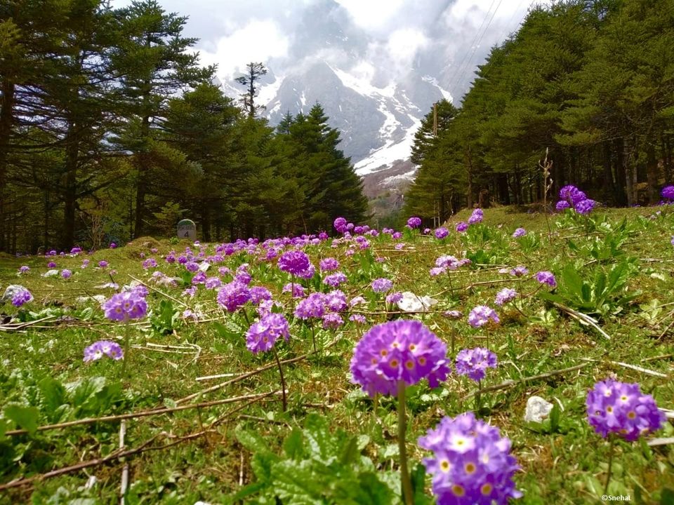 Photo of Sikkim's Valley of Flowers - Yumthang #NorthSikkim 3/3 by Snehal
