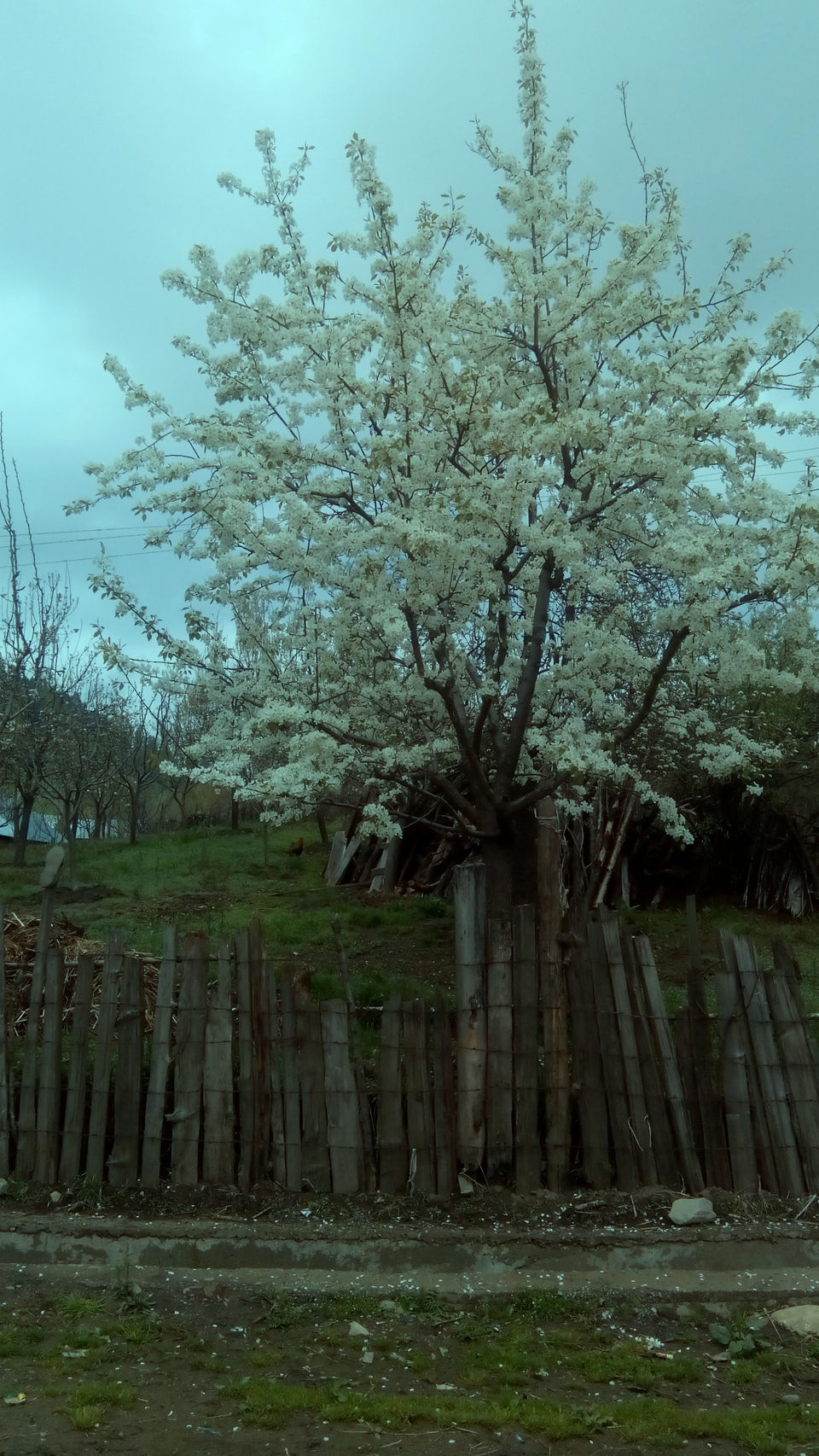 Photo of Yusmarg, Forest Block by Gauri Naik