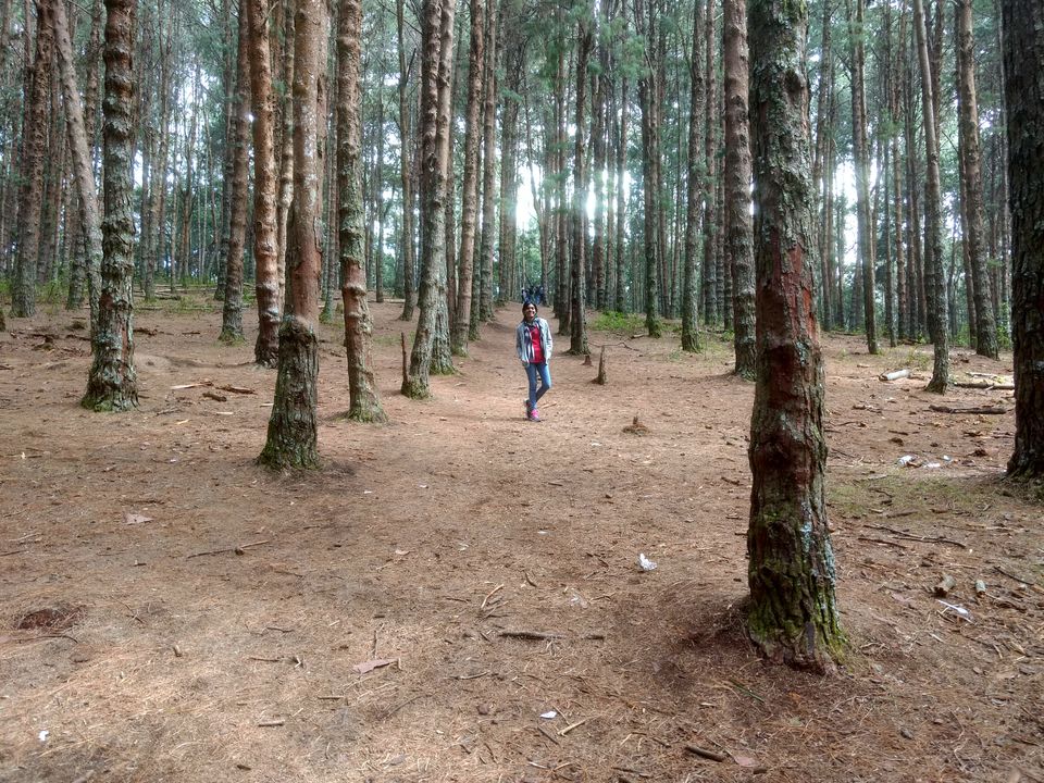 Photo of Kodaikanal:A Weekend Getaway in the Western Ghats 4/5 by Meenakshi Rajasekaran