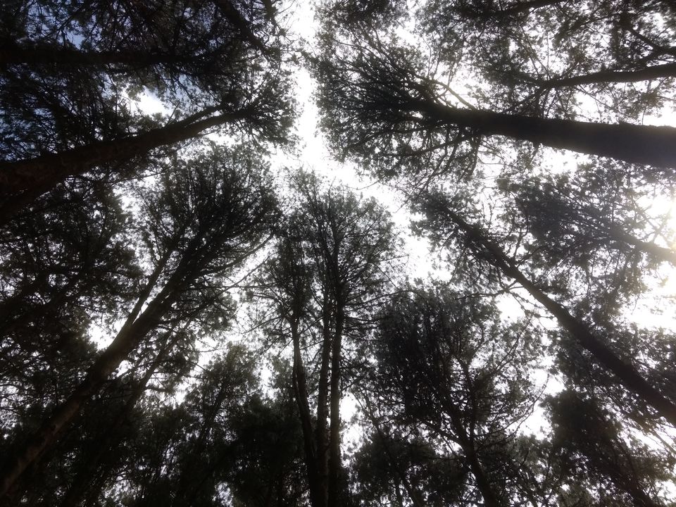 Photo of Kodaikanal:A Weekend Getaway in the Western Ghats 5/5 by Meenakshi Rajasekaran