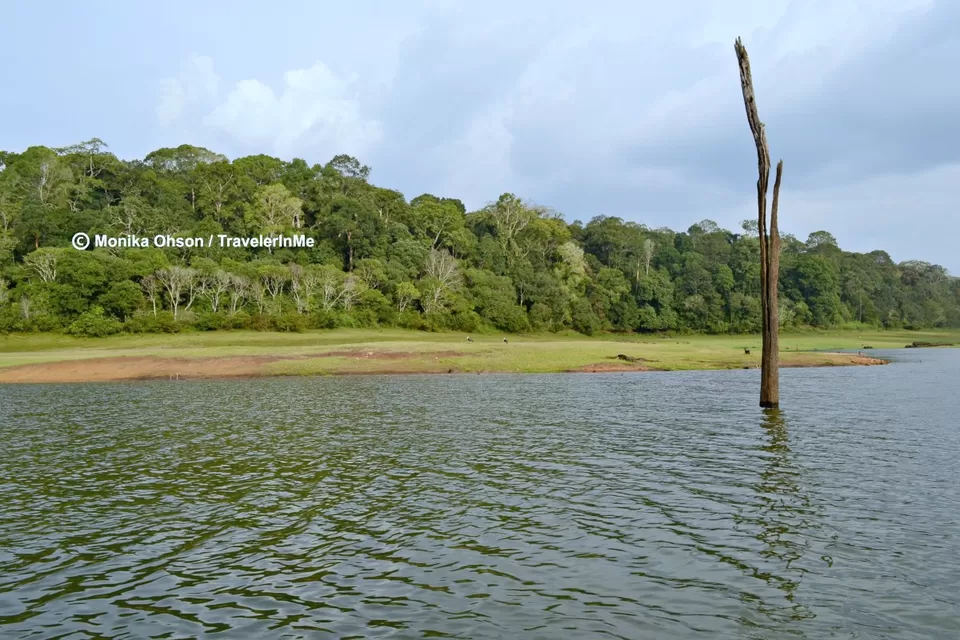 Photo of Periyar National Park, Mlappara, Kerala, India by TravelerInMe