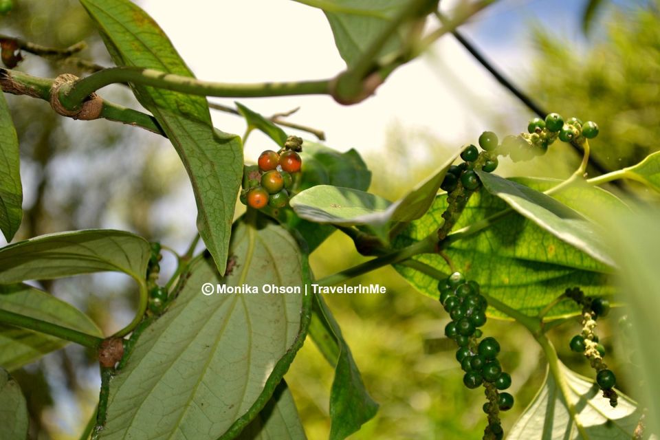 Photo of Thekkady, for the spice & wild by TravelerInMe