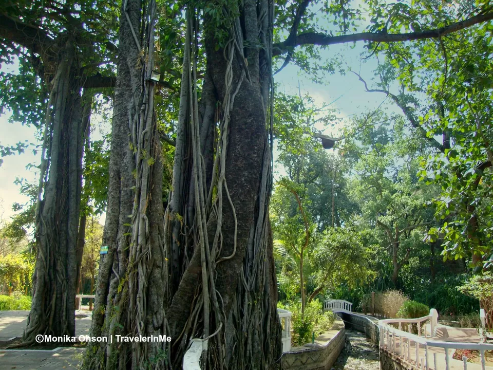 Photo of Herbal Garden(Thandi Jari), Jhalrapatan, Rajasthan, India by TravelerInMe