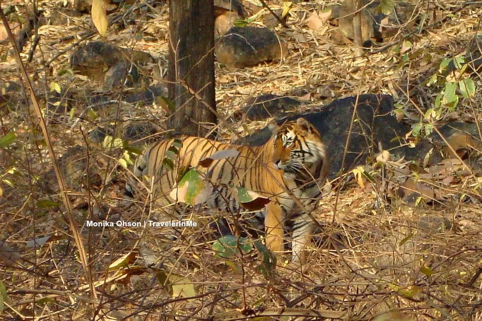Photo of Ranthambore Tiger Reserve, Sawai Madhopur, Rajasthan, India by TravelerInMe