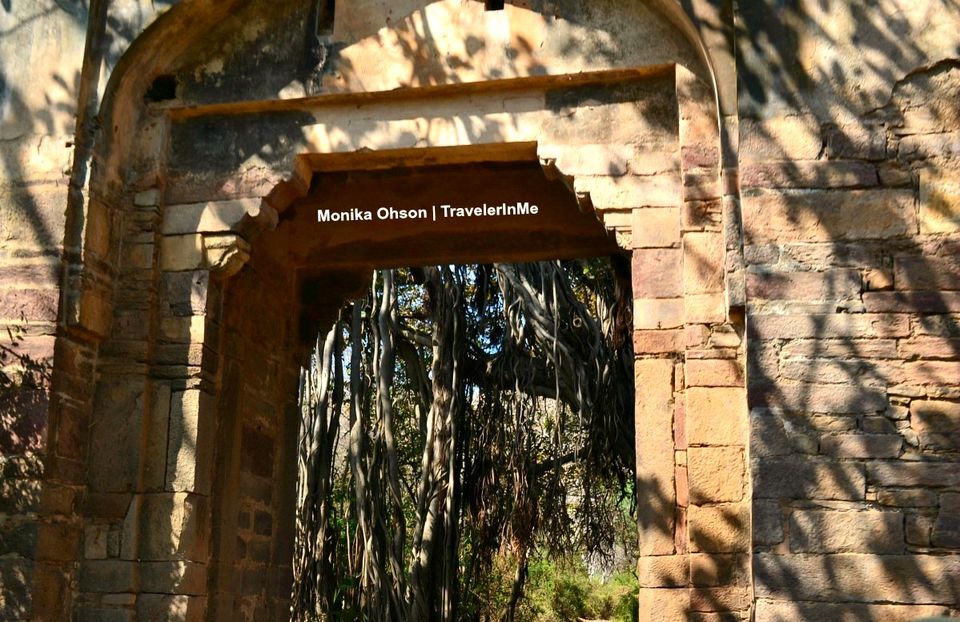 Photo of Looking for the ‘Bengal Tigers’ in Ranthambore National Park by TravelerInMe