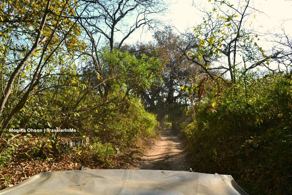 Photo of Looking for the ‘Bengal Tigers’ in Ranthambore National Park by TravelerInMe