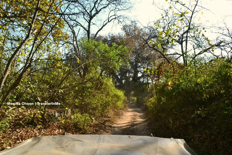 Photo of Looking for the ‘Bengal Tigers’ in Ranthambore National Park by TravelerInMe
