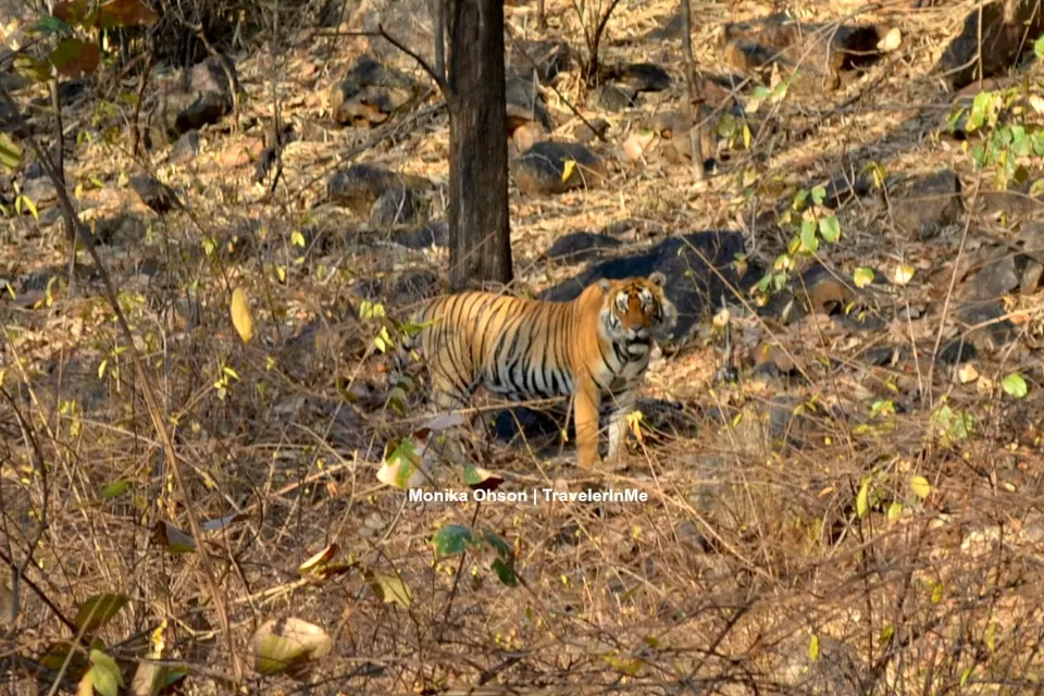 Photo of Ranthambore Tiger Reserve, Sawai Madhopur, Rajasthan, India by TravelerInMe