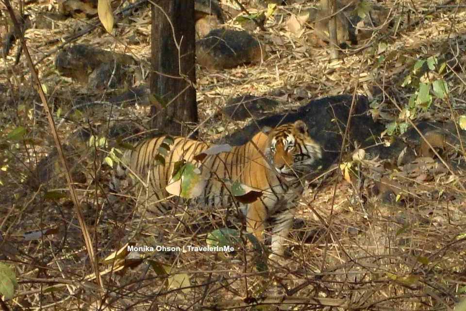 Photo of Looking for the ‘Bengal Tigers’ in Ranthambore National Park by TravelerInMe
